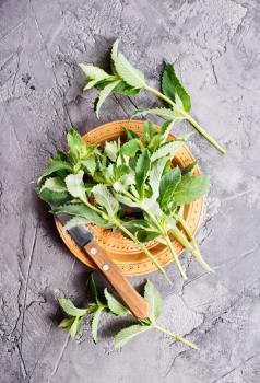 fresh mint on a table, stock photo