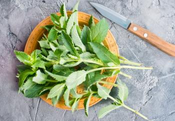 fresh mint on a table, stock photo