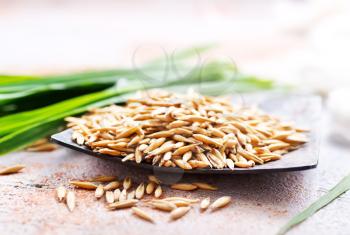 natural oat grains on metal plate, stock photo
