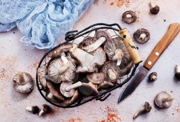 autumn mushrooms, raw mushrooms on a table, stock photo