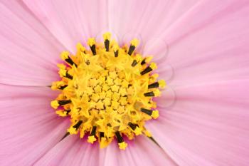 Pink daisy closeup macro view