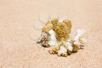 Brown coral on the sand