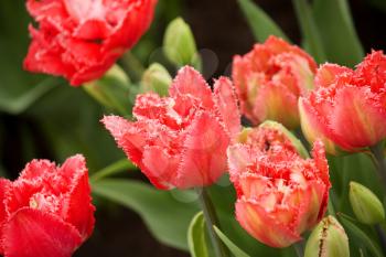 Beautiful red tulips close-up view