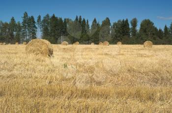 Field with haystacks and green trees near the forest under blue sky with white clouds under sunlight