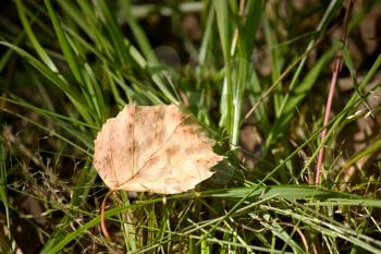 Dry birch leaf lying on green grass under the summer sun light