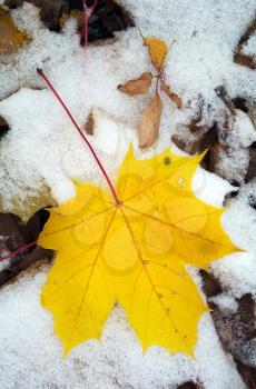 Yellow autumn maple leaf on the first snow close-up view