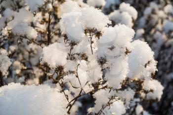 Beauty of winter nature and winter natural plants and dry flowers under snow concept: dry wildflowers under snow under sun light closeup view 