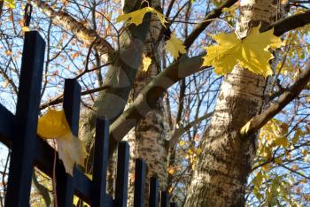 Yellow autumn maple leaves on the iron fence closeup view