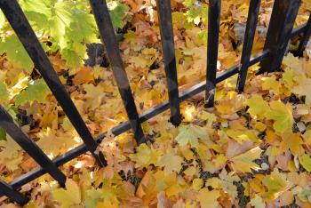 Yellow autumn maple leaves on the ground under black iron fence