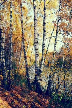 Birch grove on the lakeside of forest lake in the yellow autumn forest under sunlight, natural landscape. Toning effect done with a vintage retro Instagram style filter