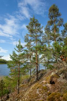 Pine tree under sunset light on the Ladoga lake shore natural landscape