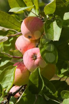 Ripe apples on the apple tree under sun light
