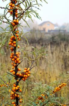 Ripe sea buckthorn on the meadow in the countryside on the background of the rural house