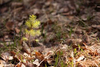 Lonely young pine sapling tree sprout in spring forest under sun light under closeup view