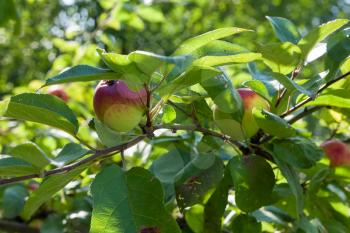 Apples grows on branch among the green foliage in apple fruit garden under sunlight, harvesting season in orchard, close-up view.