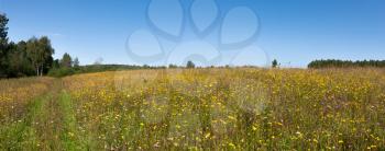 Summer natural agricultural field landscape - beautiful meadow with grass and yellow wildflowers and country road under clear summer blue sky under bright summer sunlight panoramic landscape.