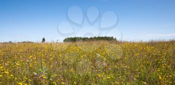 Summer natural agricultural field landscape - beautiful meadow with grass and wildflowers and trees on horizon under clear summer blue sky under bright summer sunlight panoramic landscape.