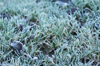 Green grass with leaves in frost covered with hoarfrost in cold season closeup, shallow depth of field, selective focus.