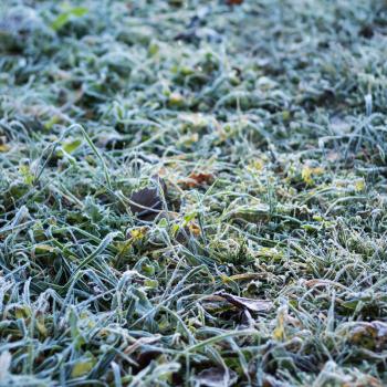 Green grass with hoarfrost in cold season under bright sunlight, shallow depth of field, selective focus.