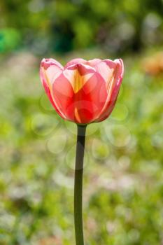 One beautiful red tulip against green foliage background in bright sunlight at spring day, closeup view with shallow depth of field.