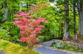 Blooming bush at Nikko heritage site - Japan