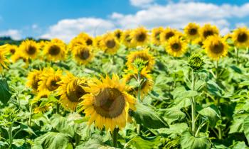 Beautiful sunflowers in a field in the Puy-de-Dome department of France