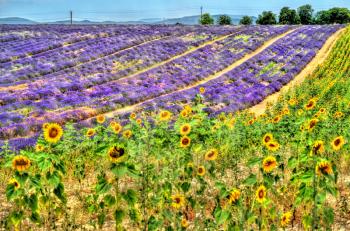 Sunflower and lavender field in Provence - France
