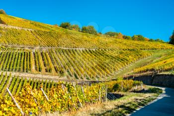 Rheingau vineyards at Assmannshausen in the Upper Middle Rhine Valley in autumn. Germany