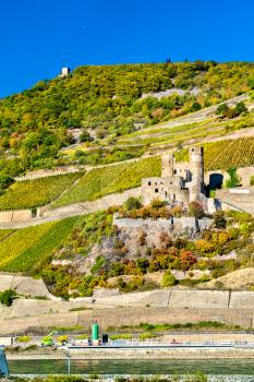 Ehrenfels Castle with vineyards in autumn. The Upper Middle Rhine Valley, Germany