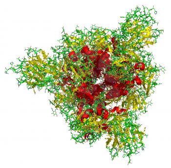 3D structure of the 2019-nCoV novel coronavirus spike protein, a potential target for vaccine and therapeutics against Covid-19. PDB 6VSB