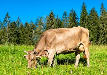Grazing cow at Obersee in the Swiss Alps
