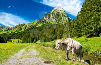 Cow at Oberseetal in the Swiss Alps