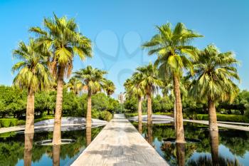 Palm Grove in Al Shaheed Park, Kuwait City. Kuwait, a Persian Gulf Country
