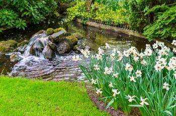 White narcissuses at the Keukenhof spring garden in the Netherlands.