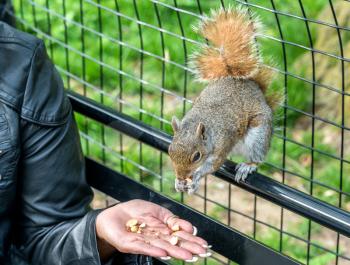 Feeding an Eastern Gray Squirrel in Battery Park - New York City, United States