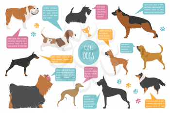 Dog info graphic template. Heatlh care, vet, nutrition, exhibition. Vector illustration 