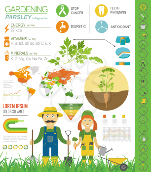 Gardening work, farming infographic. Parsley. Graphic template. Flat style design. Vector illustration