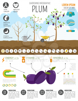 Gardening work, farming infographic. Plum. Graphic template. Flat style design. Vector illustration