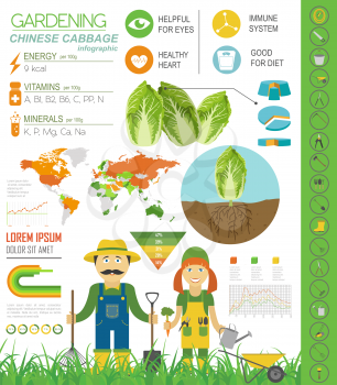 Gardening work, farming infographic. Chinese cabbage. Graphic template. Flat style design. Vector illustration