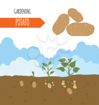 Garden. Potato. Plant growth. Vector illustration