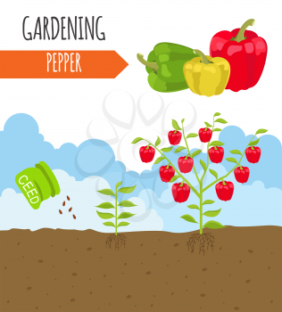Garden. Pepper. Plant growth. Vector illustration