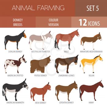 Donkey breeds icon set. Animal farming. Flat design. Vector illustration