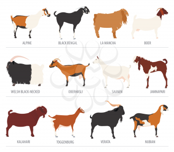 Goat breeds icon set. Animal farming. Flat design. Vector illustration