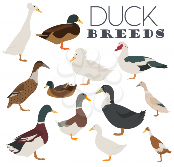 Poultry farming. Duck breeds icon set. Flat design. Vector illustration