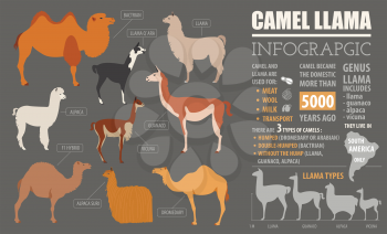 Camel, llama, guanaco, alpaca  breeds infographic template. Animal farming. Flat design. Vector illustration