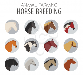 Horse breeding icon set. Farm animal. Flat design. Vector illustration