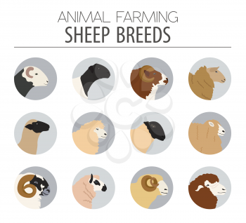 Sheep breed icon set. Farm animal. Flat design. Vector illustration