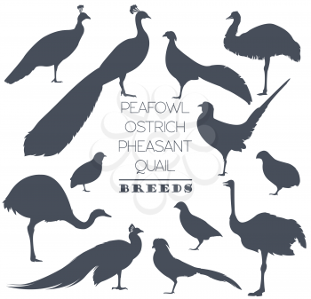 Poultry farming. Peafowl, ostrich, pheasant, quail breeds icon set. Flat design. Vector illustration