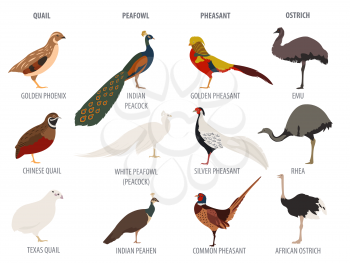 Poultry farming. Peafowl, ostrich, pheasant, quail breeds icon set. Flat design. Vector illustration