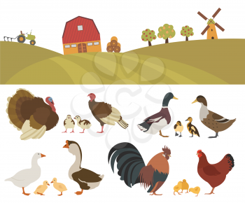 Poultry farming. Chicken, turkey, duck, goose family isolated on white. Vector illustration